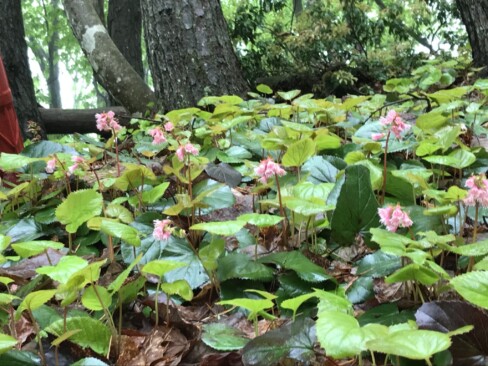 イワカガミ・・・黄緑色の鮮やかな葉が、雨のあとでますます輝いています。