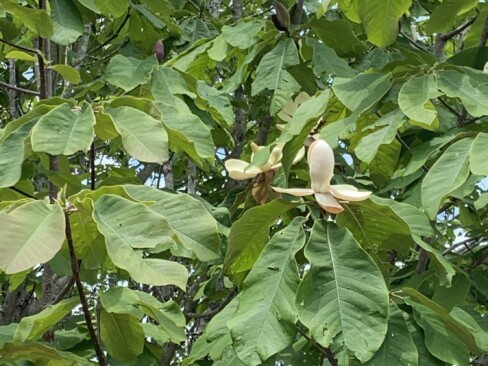 朴の花。大きな葉が目印です。