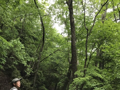 雨上がりの鮮やかな緑に「心も洗われるねー」としばしたたずんでます。