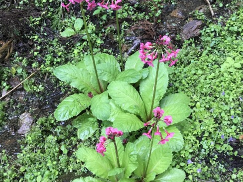 クリンソウ・・シデ山と言えば、まずはこの花!!