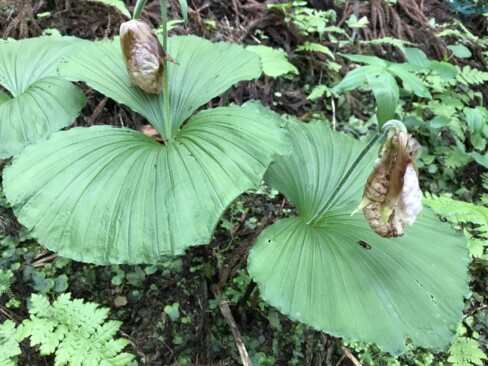 クマガイソウ・・花はもうおしまいです。