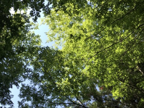 下りてきました(^O^)/長い林道でしたが、鮮やかな緑に癒されます。