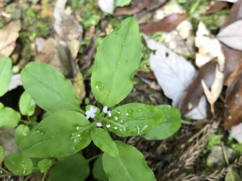 ミズタビラコ・・小さい花がかわいらしい。