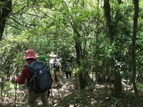 三尾山(本峰)に向けていったん下ります。ここが迷いポイント…中三尾から降りてきたら左手に曲がる感じです。