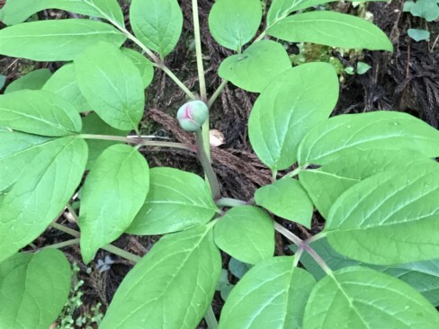 ベニバナヤマシャクヤク・・開花の時期を待っています。