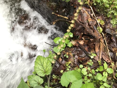 チャルメルソウ・・花はおしまいだけど、水のそばで生き生きしてる。
