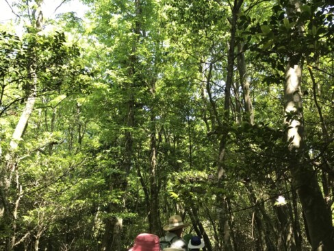 そして、緑のトンネル。ふかふかの落ち葉を踏んで歩きます。