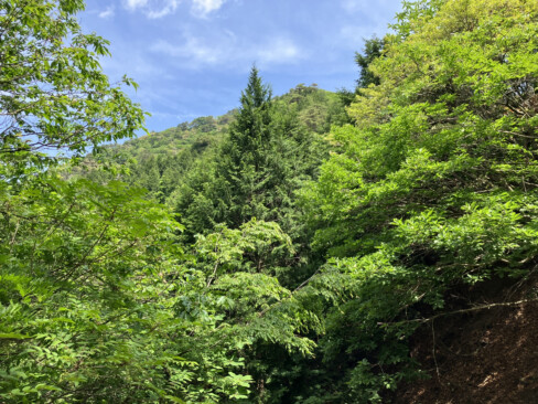 すがすがしい青空と濃さをました緑の樹々が色鮮やかです。