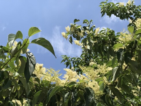 クマノミズキ・・・林道にたくさん咲いていました。