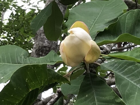 ホオの花。これから咲くのかなあ