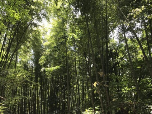 あっという間に、竹林まで下りてきました。