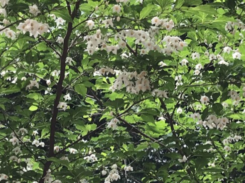 エゴノキ。果実を口に入れるとえぐいことから「エゴノキ」だとか。決して自己中ではないのね。