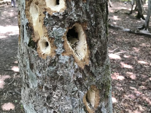 キツツキが餌になる虫をとった跡らしい。