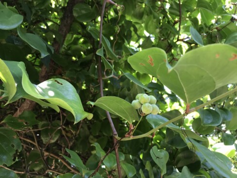 サルトリイバラの実。葉も実も生き生きとしています。
