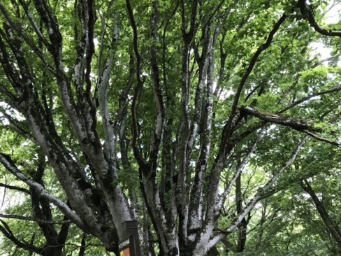 いくつにも枝分かれした大きなモミジ。