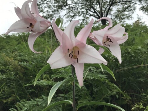 黒井城本丸の裏手にササユリが咲いていました。癒し!(^^)!