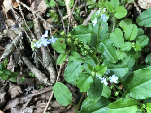 ミズタビラコちゃんって、どこの子???