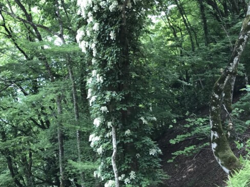 ツルアジサイ・・元気にぐんぐん伸びていますね。