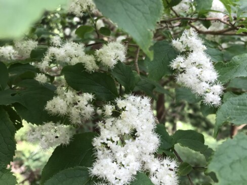 サワフタギ。ふわっふわのかわいい花。