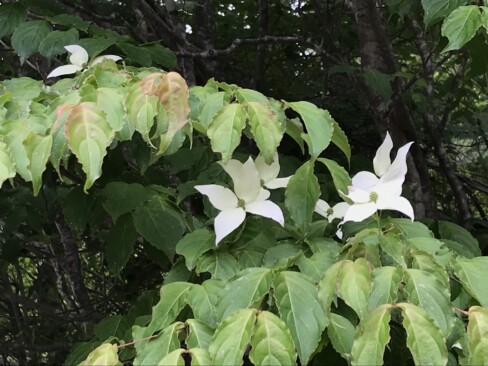 ヤマボウシ・・・今年は、花が少ないような