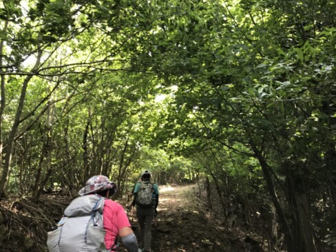 竹林からの、緑のトンネル。結構風があって涼しい!!