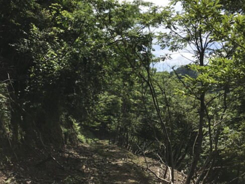 なだらかな林道ですが、ごろごろした石があって歩きにくいです。