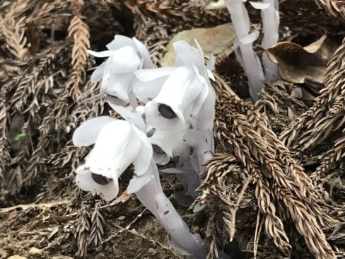 おなじみのギンリョウソウ・・お顔も撮れました。