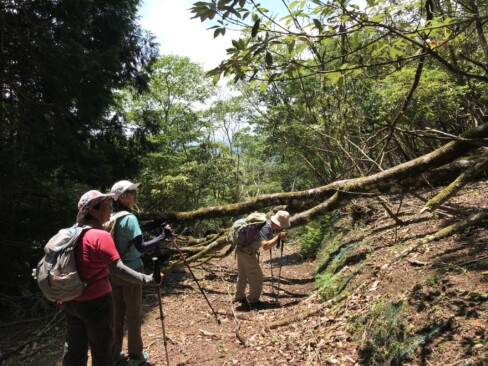 林道には倒木がたくさんありました。去年はこんなことなかったなあ・・・大雪の影響でしょうか。