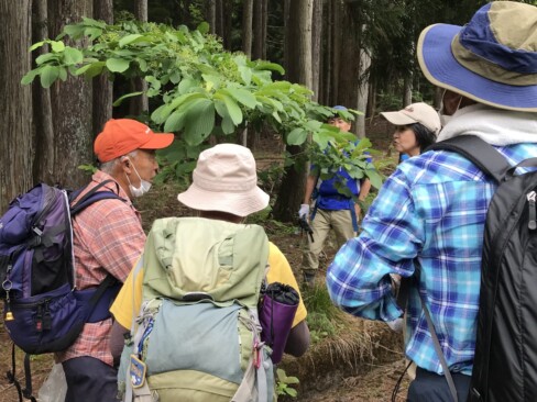 樹木医Kさんのお話。これは・・・ゴマギ。