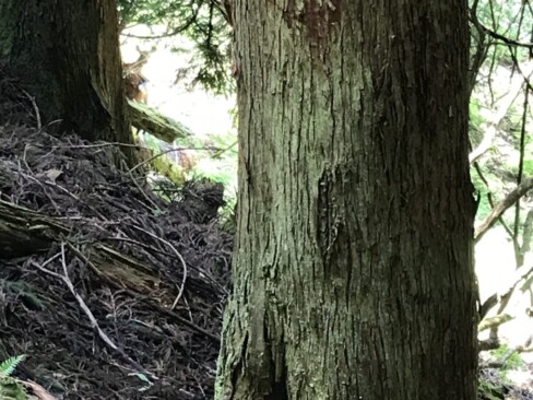 鹿も食べないマツカゼソウの向こうに、鹿ちゃんが。じっと見ていました。