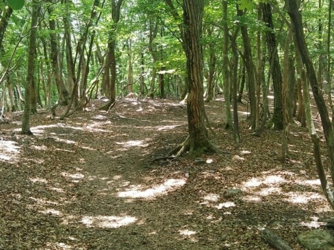 この緑!!木漏れ日が優しい。