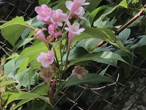 タニウツギ・・・たくさんあったけれど、もうシーズン終わりかな。