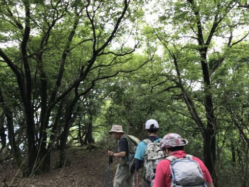 東峰に向けて、広い尾根を歩きます。緑は、眼にも心にも優しい。