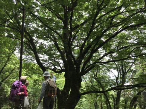 大きなトチの木。君は何歳????