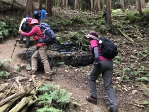 なだらかコースを選択。植林帯は蒸し暑い。