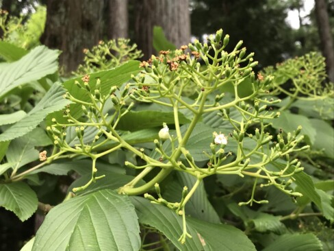 ゴマギ。花は白、7月ごろには赤い実になるらしい。その名の通り、胡麻の香り。