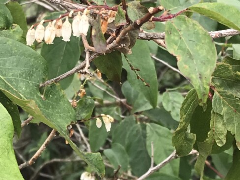 ネジキの花。標高の高いところでは、まだ咲いていました。