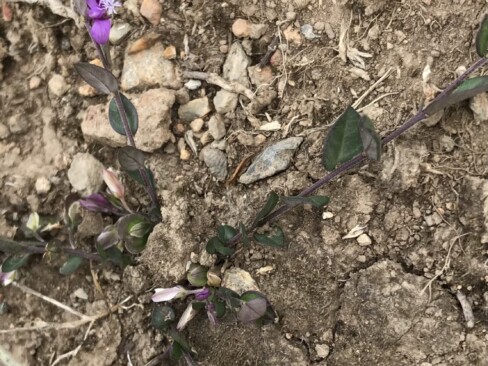 ヒメハギ。千丈ケ嶽山頂に、地面に張り付くようにして咲いていました。風に負けるな!!