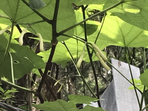 ウリノキ。もう少しで咲きます。