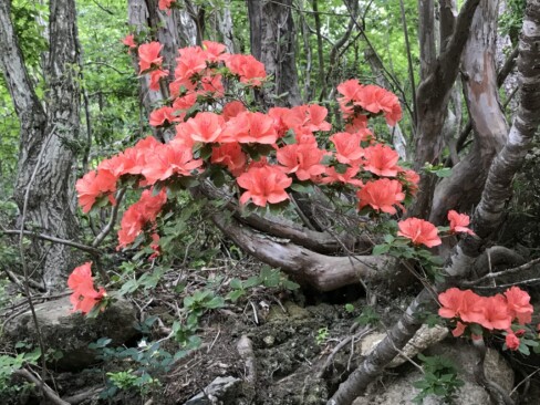 ヤマツツジもまだまだ元気でした。