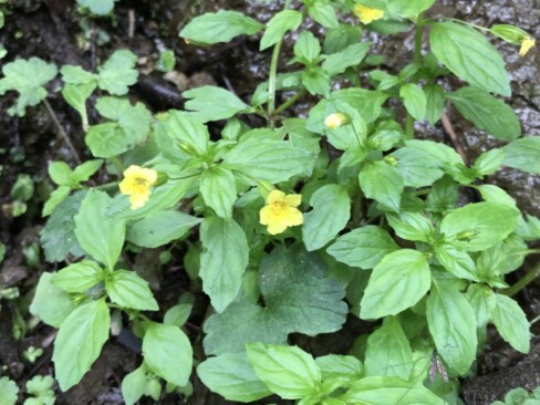 ミゾホオズキでしょうか