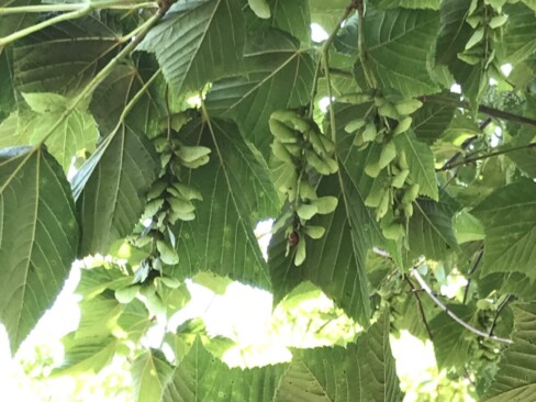 ウリハダカエデの実。かんざしみたい。