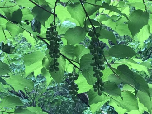 キブシの実。ブドウじゃないよ。