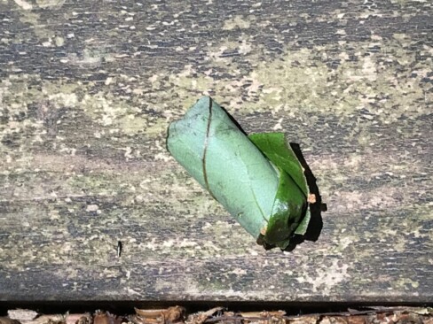 オトシブミ。思わず口に入れたくなる完成度!!