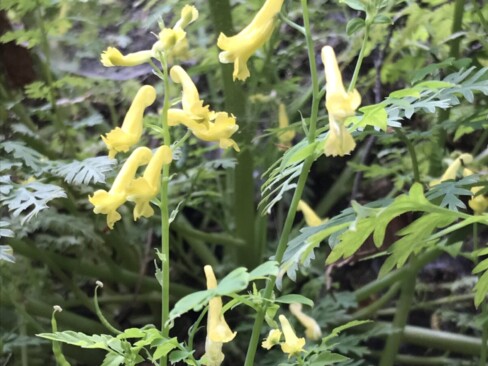 ムラサキケマンはよく見るけど、キケマンを見るとテンション⤴