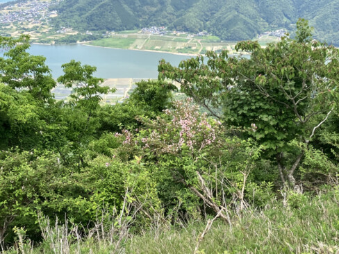 タニウツギ