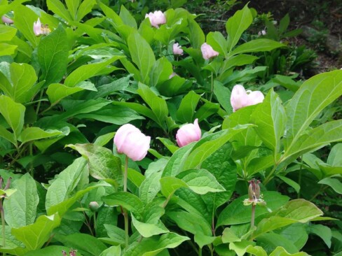 群生する紅ヤマシャクヤク