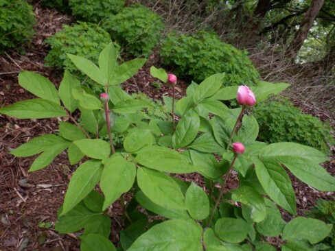 紅ヤマシャクヤク