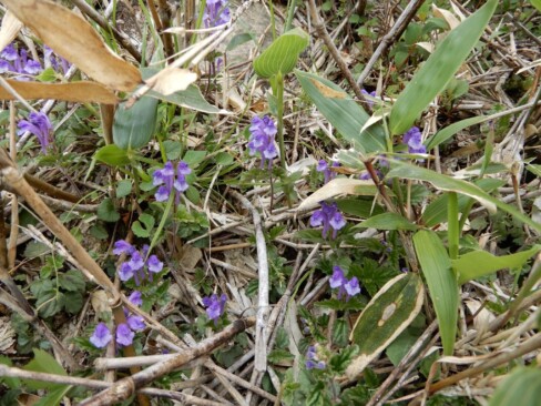 タツナミソウ。花びらの先が白いところがポイント。