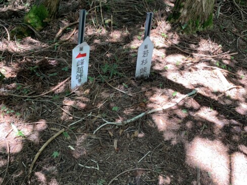 若杉峠に向かっていくと、一本杉があるそうですが、今回はパス。